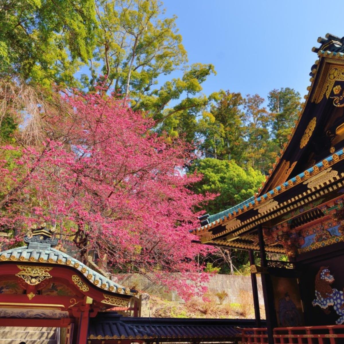 ⛩️ 쿠노산 동조궁(쿠노잔토쇼구) 이미지 10